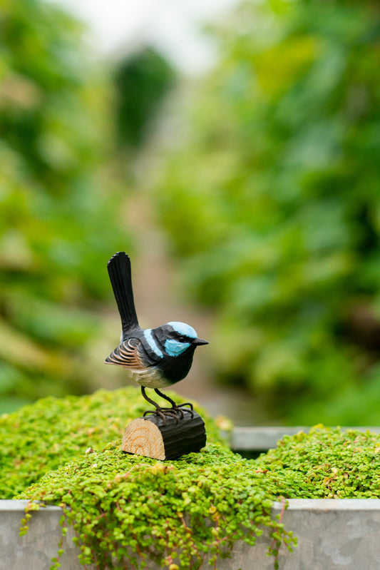 DecoBird Chochín Azul Magnífico